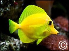 a yellow fish is swimming in an aquarium