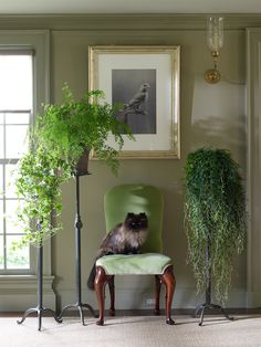 a cat sitting on a green chair next to two potted plants