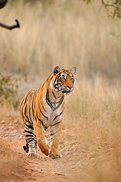 a large tiger walking across a dirt road