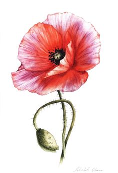 a watercolor painting of a red poppy flower