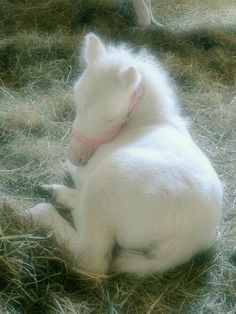 a small white horse laying on top of dry grass