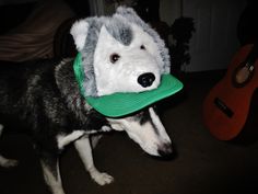 a dog with a hat on it's head is standing in front of a guitar