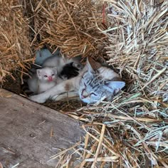 two kittens are laying in the hay together