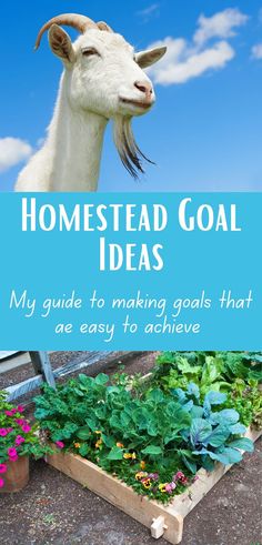 If you are new to homesteading, or maybe your kind of stuck, my list of goals for homesteading is a must. Every year, I check last year's goals against what we want to get done this year. But sometimes, I feel stuck or like we are spinning our wheels. This goal list is an easy way to jog your memory or own ideas to get your goals on track!