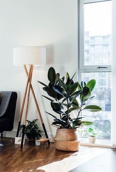 a living room with some plants in the corner and a lamp on the floor next to it