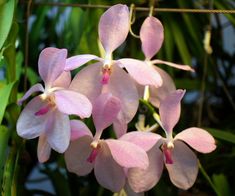 pink orchids are blooming on the tree in front of some green leaves and plants