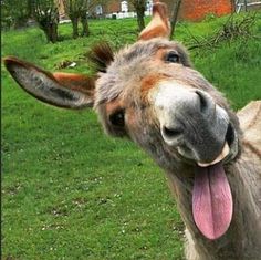 a close up of a donkey with its tongue hanging out and looking at the camera