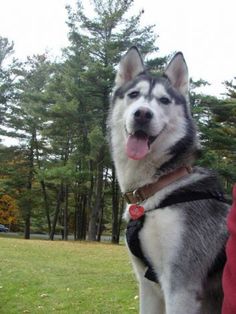 a husky dog standing in the grass with its tongue out