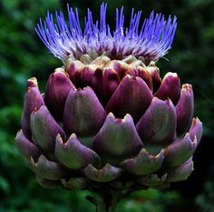 an artichoke flower with purple petals in front of trees