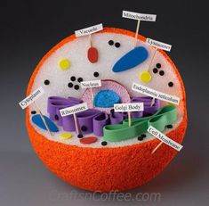 the structure of a cell is shown with labels on each side and in different colors