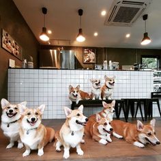 four corgis sitting on the floor in front of a counter