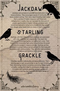 the back cover of jackdaw's book, starling and crackle