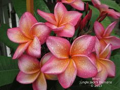 pink and yellow flowers with water droplets on them