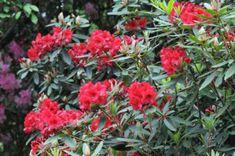 red flowers are blooming in the bush