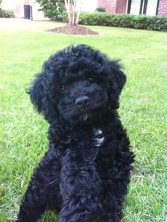 a small black dog sitting in the grass