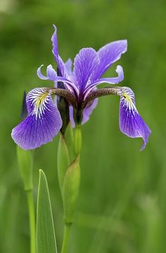 a purple flower with the words iris versicolor on it's side