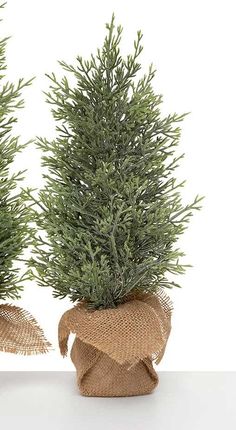 two small evergreen trees in burlap bags