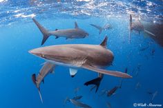 a large group of sharks swimming in the ocean