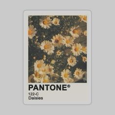 a pantone photo with daisies in the background