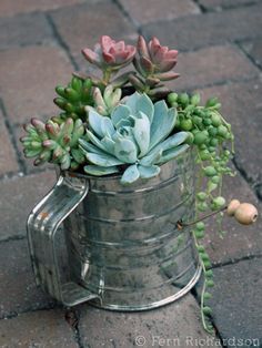 a metal watering can filled with succulents on a brick sidewalk next to a planter