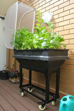 there is a planter on the back porch