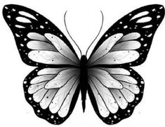 a black and white butterfly on a white background