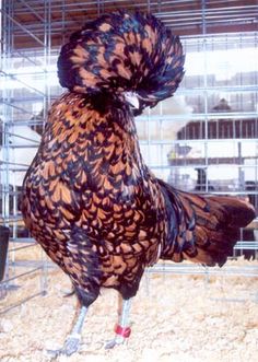 a large brown and black chicken in a cage