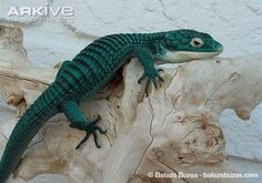 a green lizard sitting on top of a piece of driftwood next to a white wall