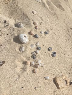 some rocks and shells on the sand