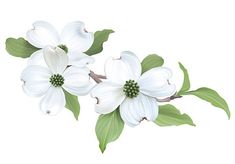 white dogwood flowers with green leaves on a white background, clipping for text