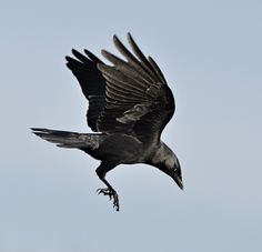 a large black bird flying through the air