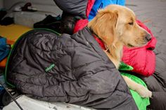 a dog sitting on top of a sleeping bag