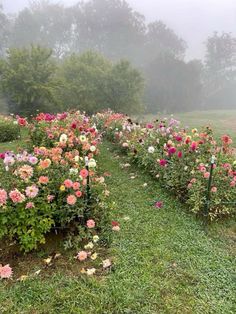 many different colored flowers growing in the foggy grass on a field with trees and bushes behind them