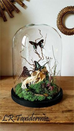 a glass clochet filled with lots of butterflies on top of a wooden table