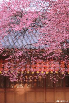 a tree with pink flowers in front of a wooden building and red lanterns hanging from the ceiling