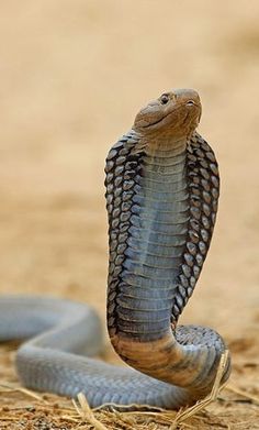 a snake with its mouth open on the ground