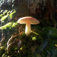 a mushroom growing on the side of a mossy tree trunk with sunlight shining through it