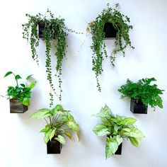 there are many plants that are hanging on the wall