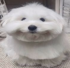 a small white dog sitting on top of a rug