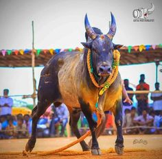 a bull with horns and rope around it's neck in front of a crowd