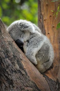 a koala bear sleeping on top of a tree