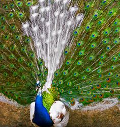 a peacock with its feathers spread out in front of it's head and tail