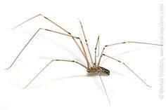 a large brown spider sitting on top of a white surface