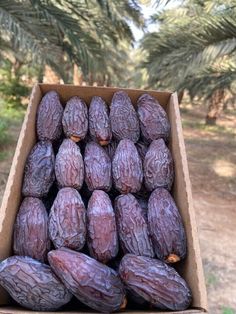 a cardboard box filled with lots of purple fruit sitting on top of a tree covered forest