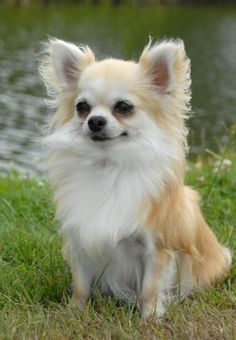 a small dog is sitting in the grass near water with a thank you card written on it