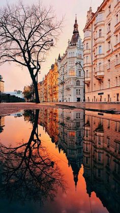 the reflection of buildings in the water is seen at sunset, as well as an old tree