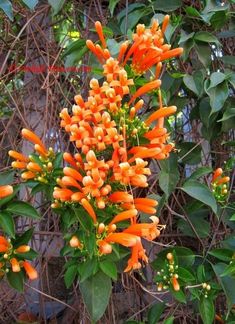 the orange flowers are blooming on the tree in front of the fenced area