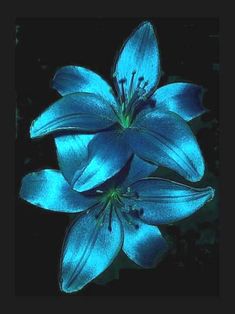 two blue flowers are in the dark