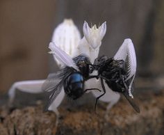 two flies sitting on top of each other in front of some white and black flowers