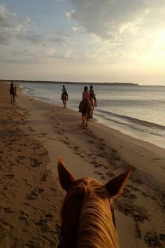 several people riding horses on the beach at sunset